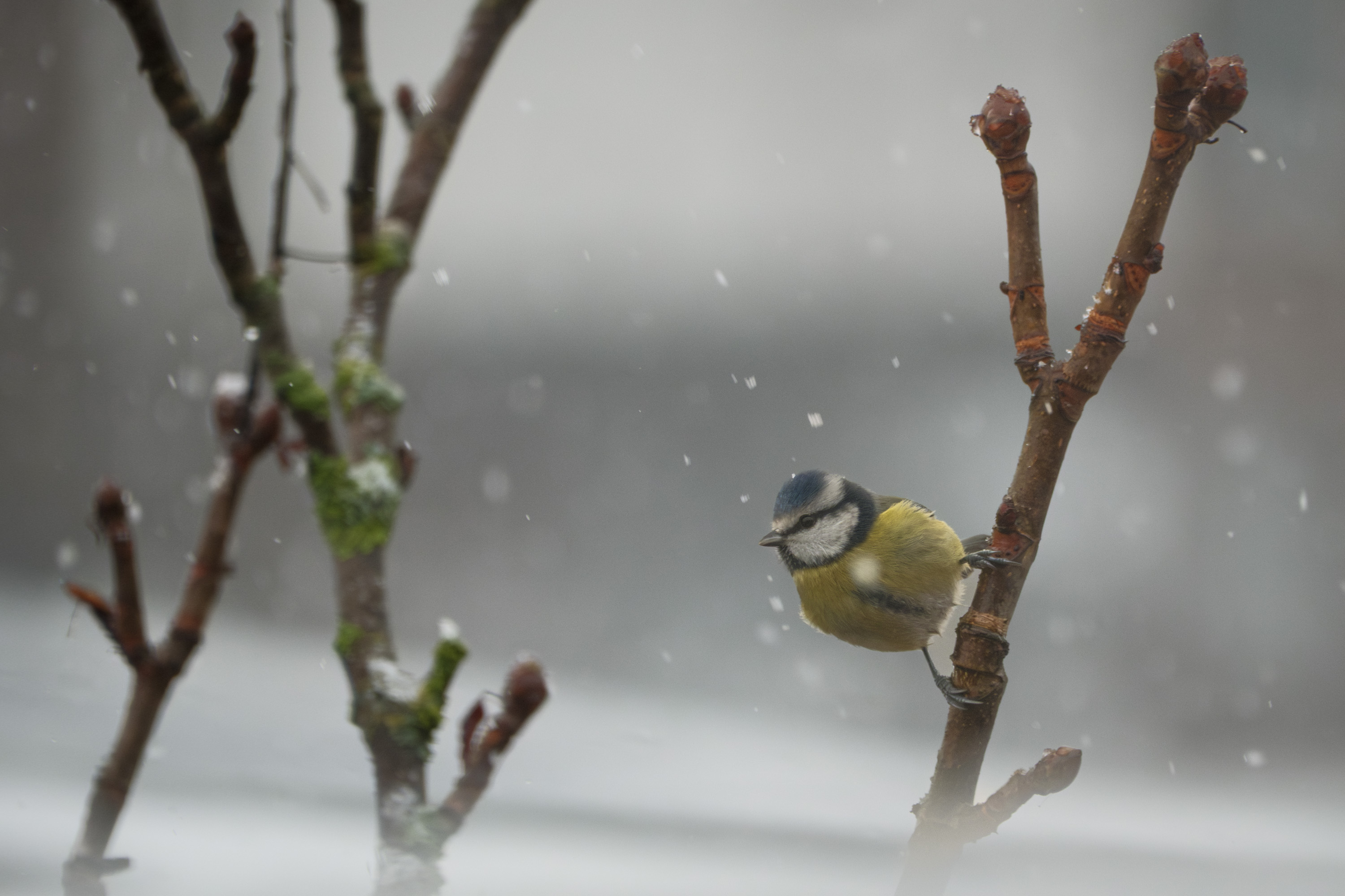 Blue Tit